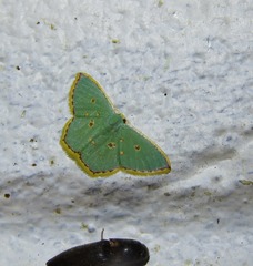 Comostola nereidaria