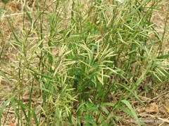 Bromus arvensis