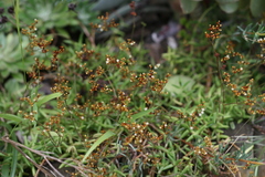Crassula tetragona acutifolia