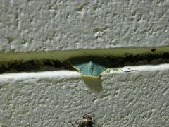 Comostola nereidaria