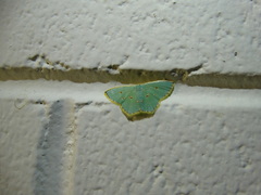 Comostola nereidaria