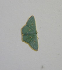 Comostola nereidaria