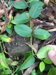 Parsonsia larcomensis