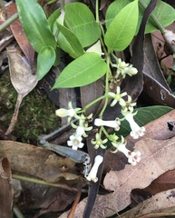 Parsonsia larcomensis