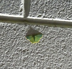 Comostola nereidaria