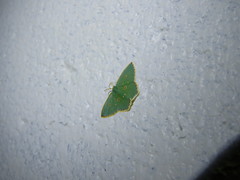 Comostola nereidaria