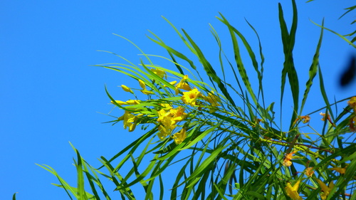Astianthus viminalis, photograph 3