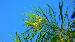 Astianthus viminalis, photograph (c) nasua, some rights reserved (CC BY)