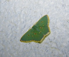 Comostola nereidaria