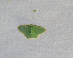 Comostola nereidaria