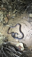 Black-Striped Snake photo 4