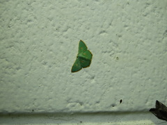 Comostola nereidaria