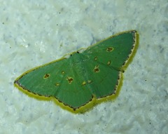 Comostola nereidaria