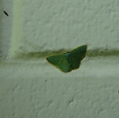 Comostola nereidaria