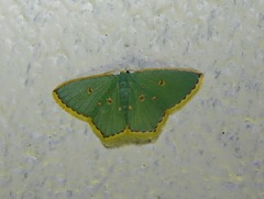 Comostola nereidaria