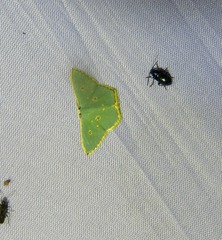 Comostola nereidaria