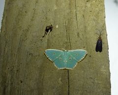 Comostola nereidaria