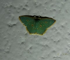 Comostola nereidaria