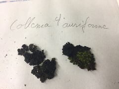 Lathagrium auriforme