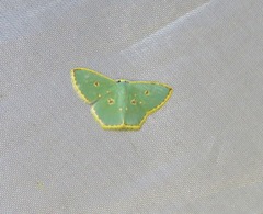 Comostola nereidaria