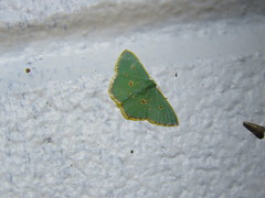 Comostola nereidaria