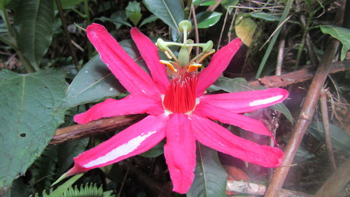 Passiflora gritensis, photograph 3