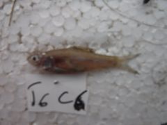 Enteromius paludinosus