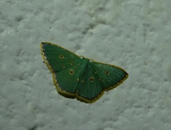 Comostola nereidaria