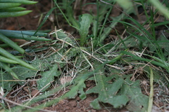 Hypochaeris radicata