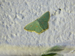 Comostola nereidaria