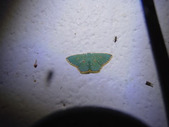 Comostola nereidaria