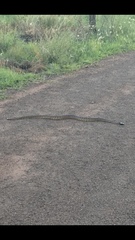 Aspidites melanocephalus