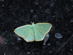 Comostola nereidaria