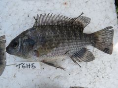 Oreochromis leucostictus