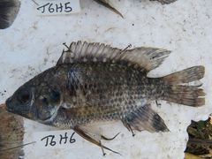 Oreochromis leucostictus