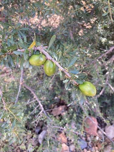 Argan tree