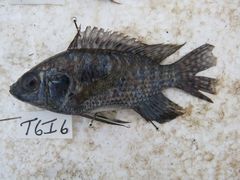 Oreochromis leucostictus