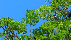Swietenia humilis, photograph (c) nasua, some rights reserved (CC BY)