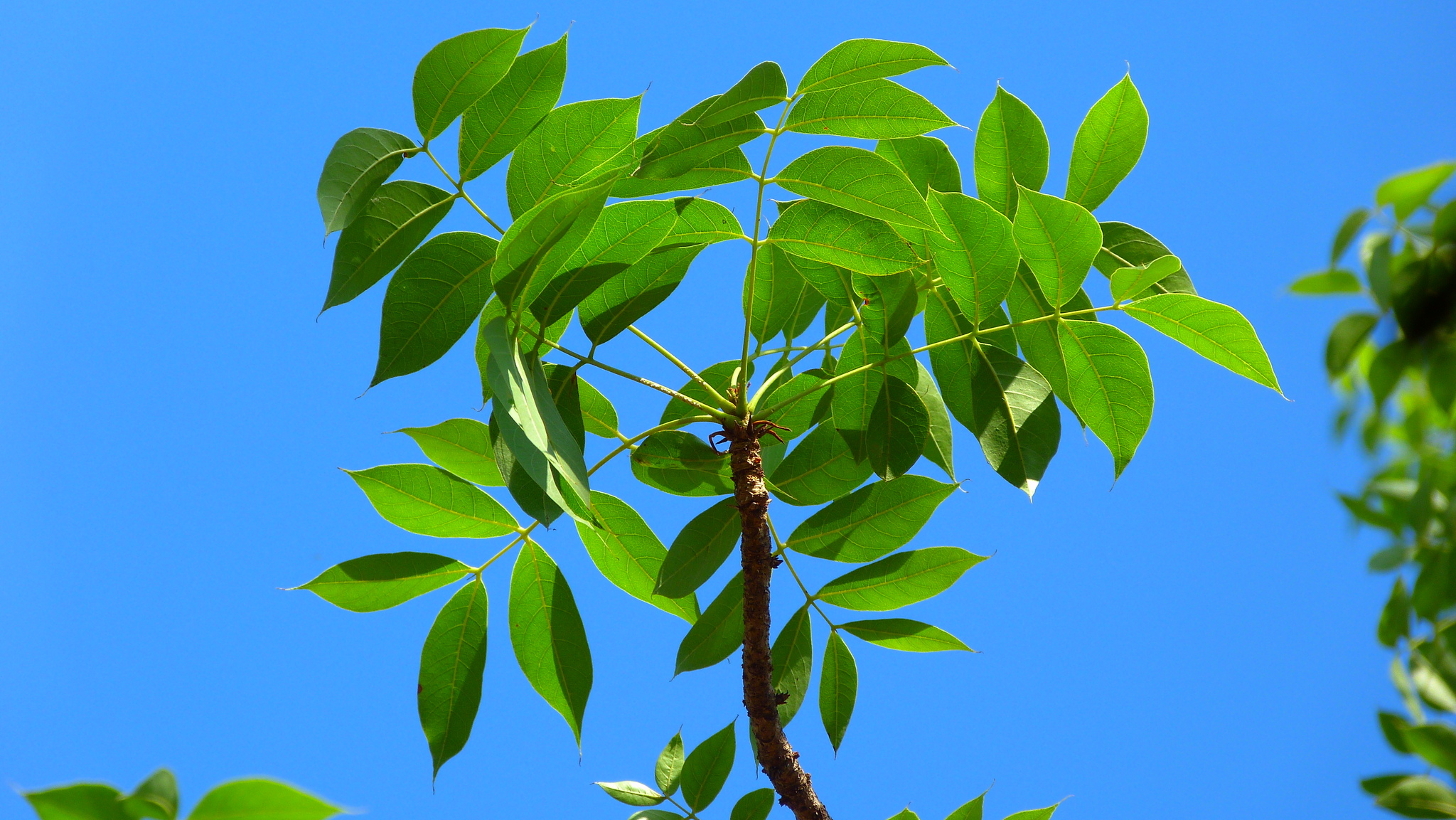 Imagem de Swietenia humilis