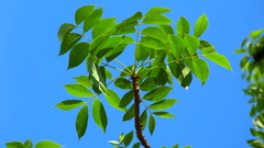 Swietenia humilis, photograph (c) nasua, some rights reserved (CC BY)