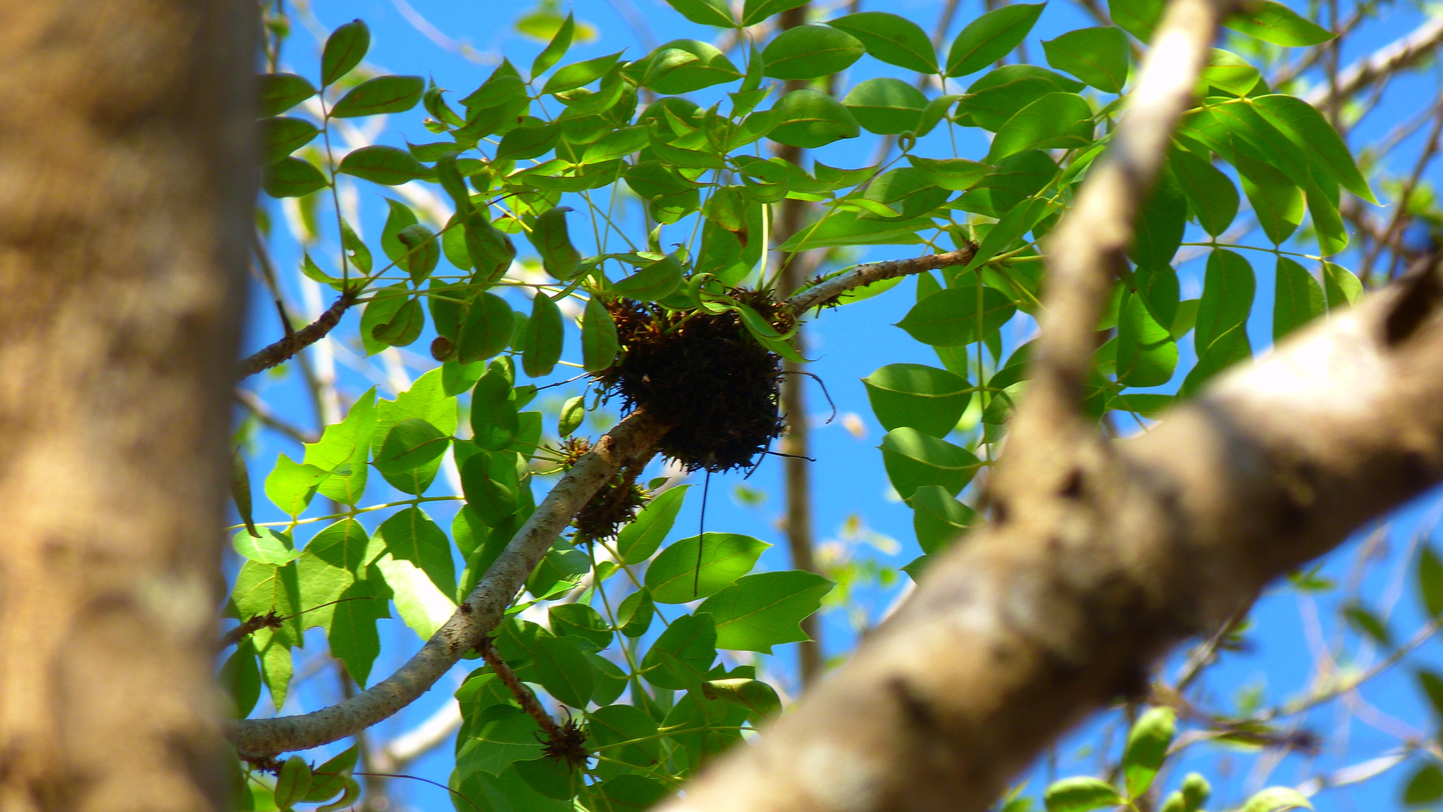 Imagem de Swietenia humilis