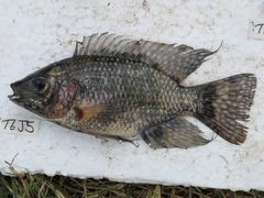 Oreochromis leucostictus