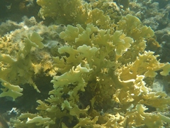 Millepora complanata
