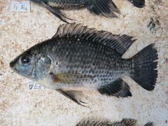 Oreochromis leucostictus
