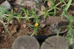 Delosperma versicolor