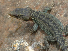 Pseudocordylus langi