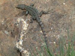 Pseudocordylus langi