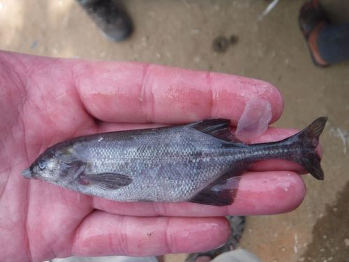 Livingstones olifantvis (Marcusenius livingstonii) — Mormyridae — 4