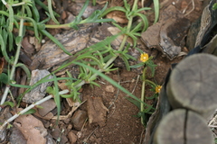 Delosperma versicolor