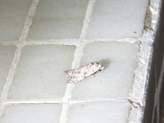 Barasa acronyctoides